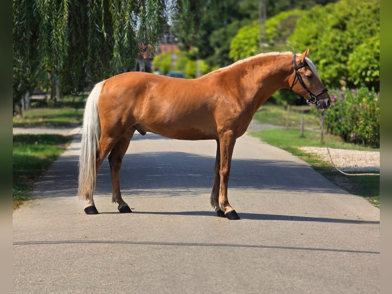 Plus de poneys/petits chevaux Hongre 7 Ans 150 cm Palomino in B&#xE9;k&#xE9;scsaba
