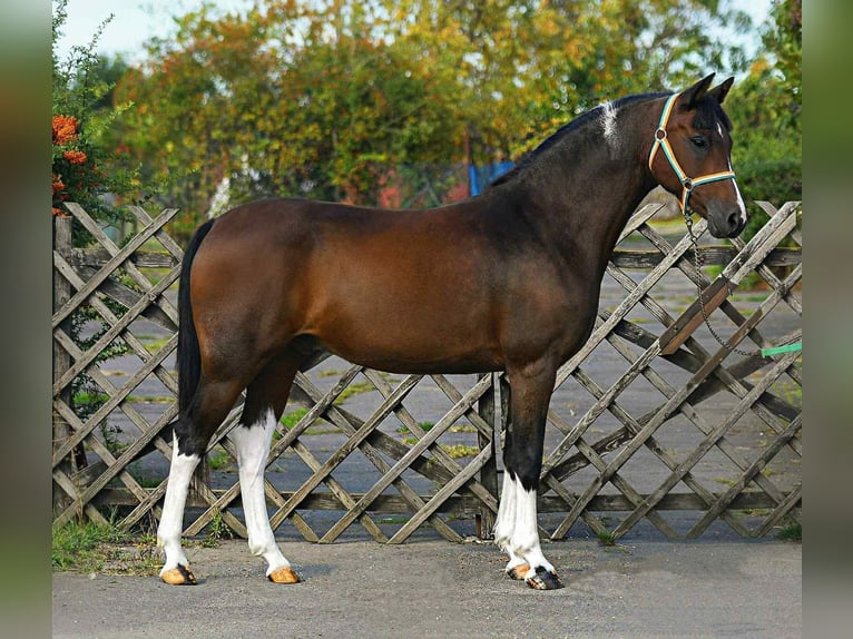 Plus de poneys/petits chevaux Hongre 7 Ans 150 cm Pinto in Mezőhegyes Plus de poneys/petits chevaux Hongre 7 Ans 150 cm Pinto in Mezőhegyes