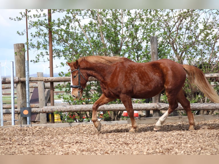 Plus de poneys/petits chevaux Croisé Hongre 7 Ans 153 cm Alezan in Hohenruppersdorf