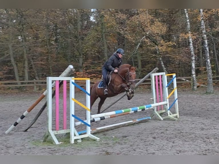 Plus de poneys/petits chevaux Hongre 7 Ans 156 cm Alezan in Braunschweig