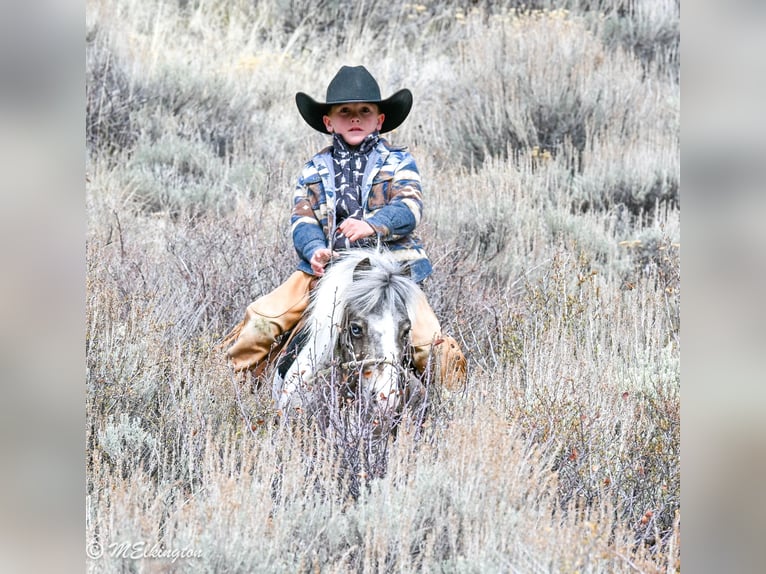 Plus de poneys/petits chevaux Hongre 7 Ans 91 cm in Rigby