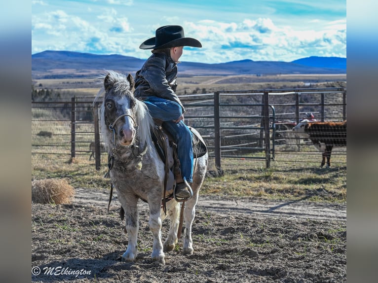 Plus de poneys/petits chevaux Hongre 7 Ans 91 cm in Rigby