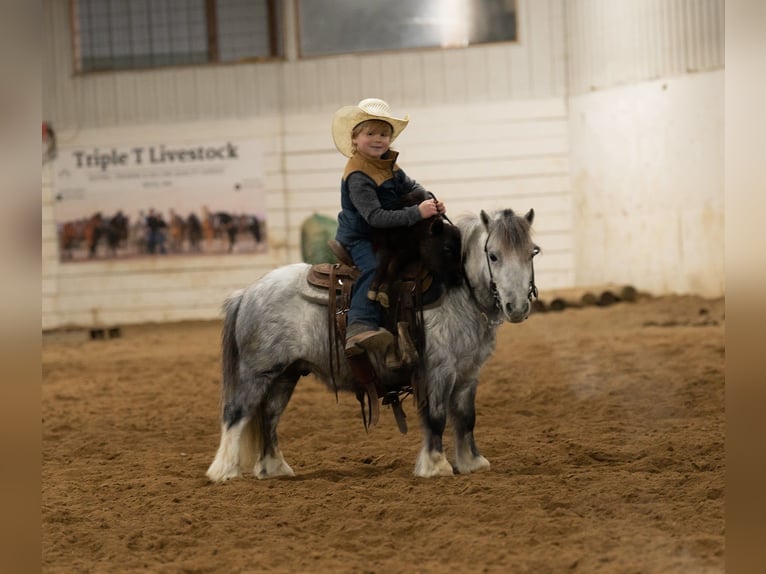 Plus de poneys/petits chevaux Hongre 7 Ans 97 cm Gris in Nevis
