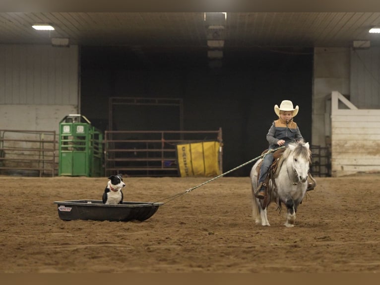 Plus de poneys/petits chevaux Hongre 7 Ans 97 cm Gris in Nevis