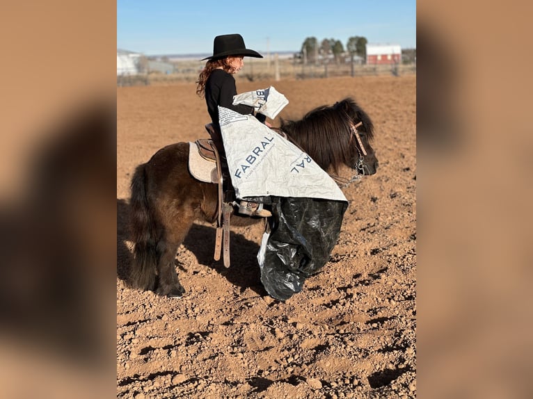 Plus de poneys/petits chevaux Hongre 7 Ans 97 cm Noir in Edgewood