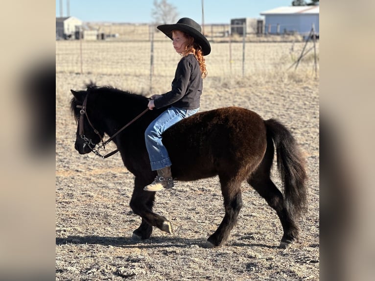 Plus de poneys/petits chevaux Hongre 7 Ans 97 cm Noir in Edgewood