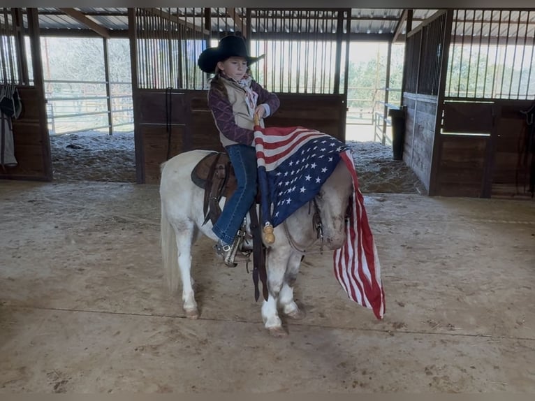 Plus de poneys/petits chevaux Hongre 7 Ans 97 cm Pinto in Weatherford