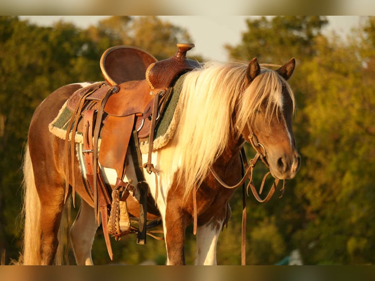 Plus de poneys/petits chevaux Hongre 7 Ans 99 cm Pinto in Fresno
