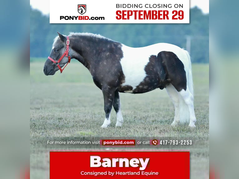 Plus de poneys/petits chevaux Hongre 7 Ans 99 cm Pinto in Mount Vernon