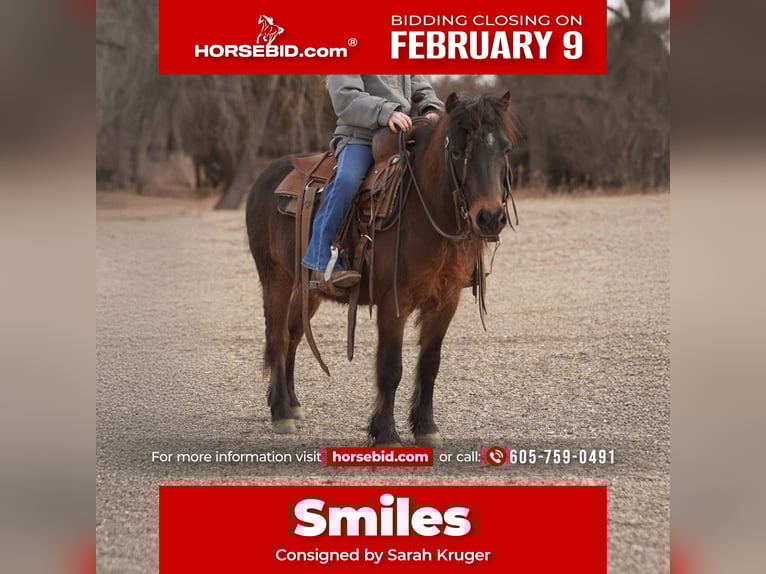 Plus de poneys/petits chevaux Hongre 8 Ans 102 cm Bai in Brandon