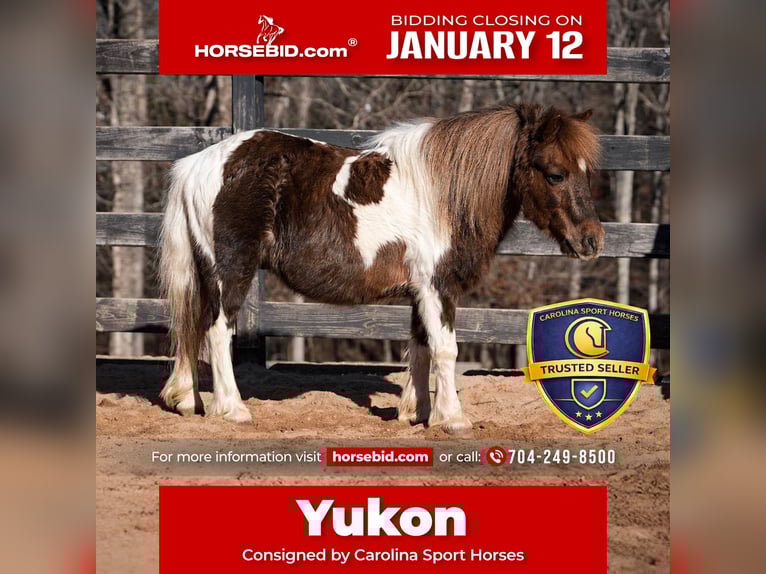 Plus de poneys/petits chevaux Hongre 8 Ans 102 cm Pinto in Clover