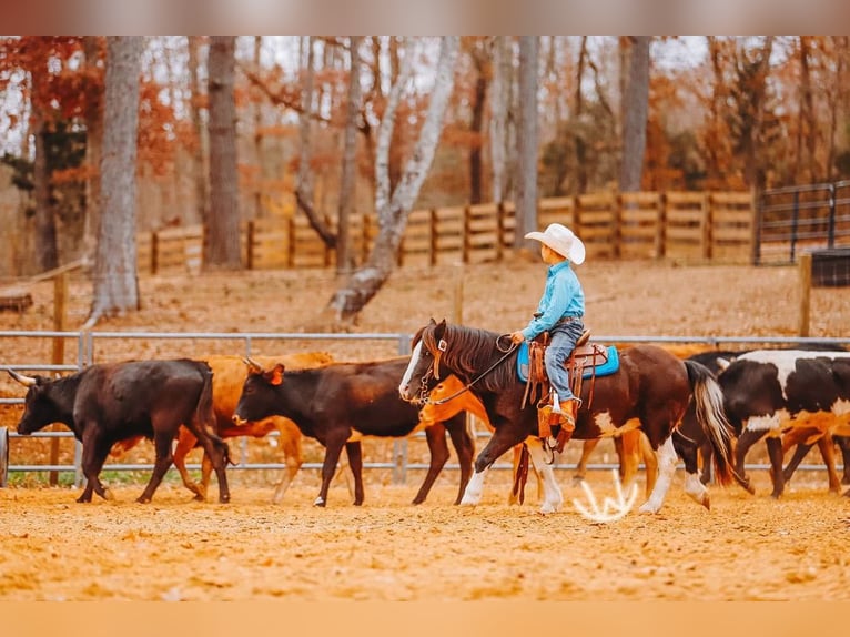 Plus de poneys/petits chevaux Hongre 8 Ans 107 cm Pinto in Lyles