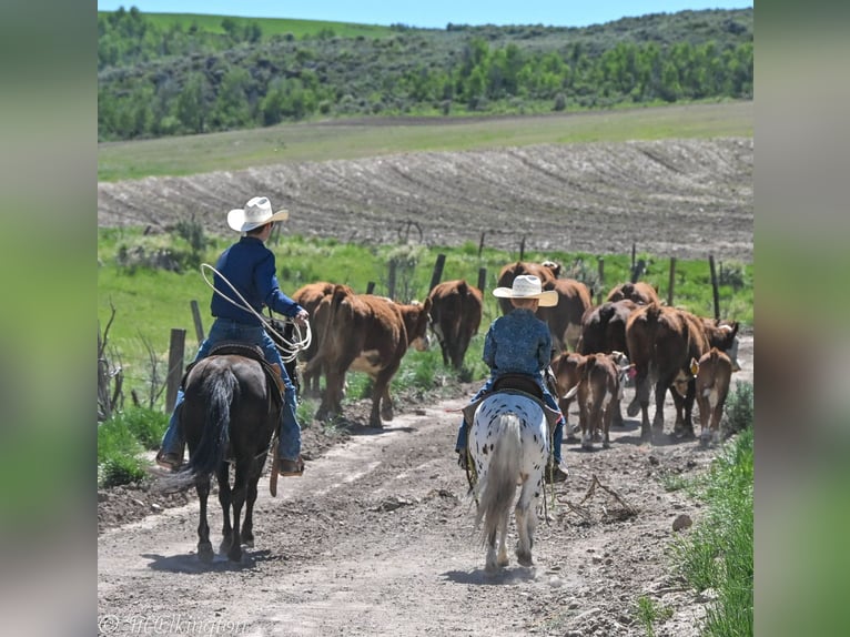Plus de poneys/petits chevaux Hongre 8 Ans 107 cm in Rigby, ID