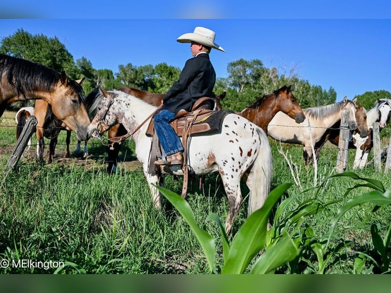 Plus de poneys/petits chevaux Hongre 8 Ans 107 cm in Rigby, ID
