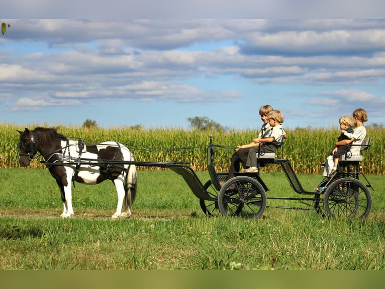 Plus de poneys/petits chevaux Hongre 8 Ans 109 cm Pinto in Rebersburg