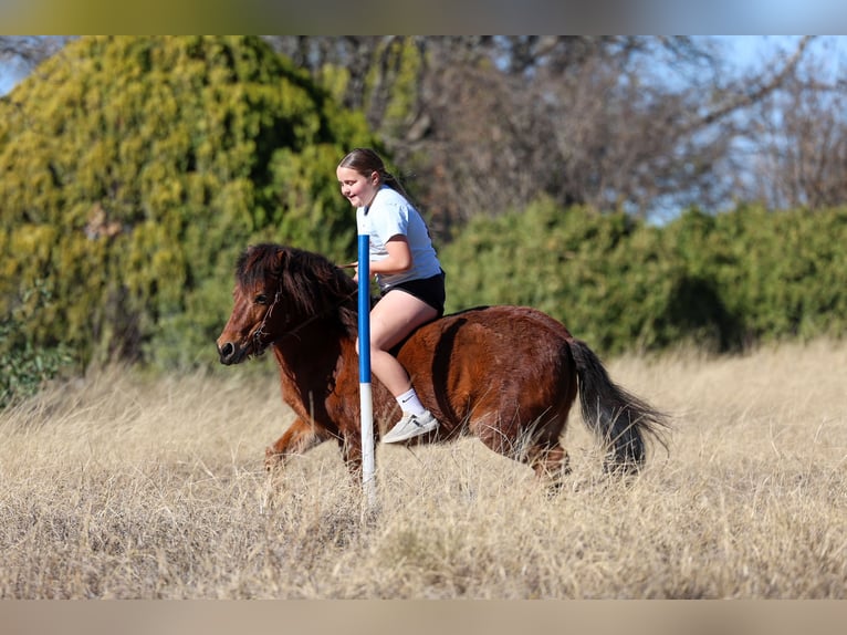 Plus de poneys/petits chevaux Hongre 8 Ans 112 cm Bai cerise in Forney