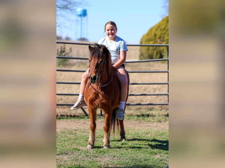 Plus de poneys/petits chevaux Hongre 8 Ans 112 cm Bai cerise in Forney