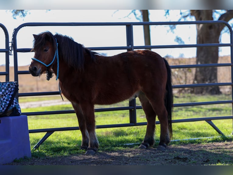 Plus de poneys/petits chevaux Hongre 8 Ans 112 cm Bai cerise in Forney