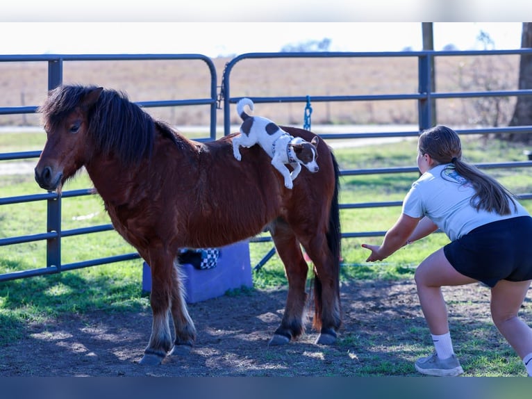 Plus de poneys/petits chevaux Hongre 8 Ans 112 cm Bai cerise in Forney