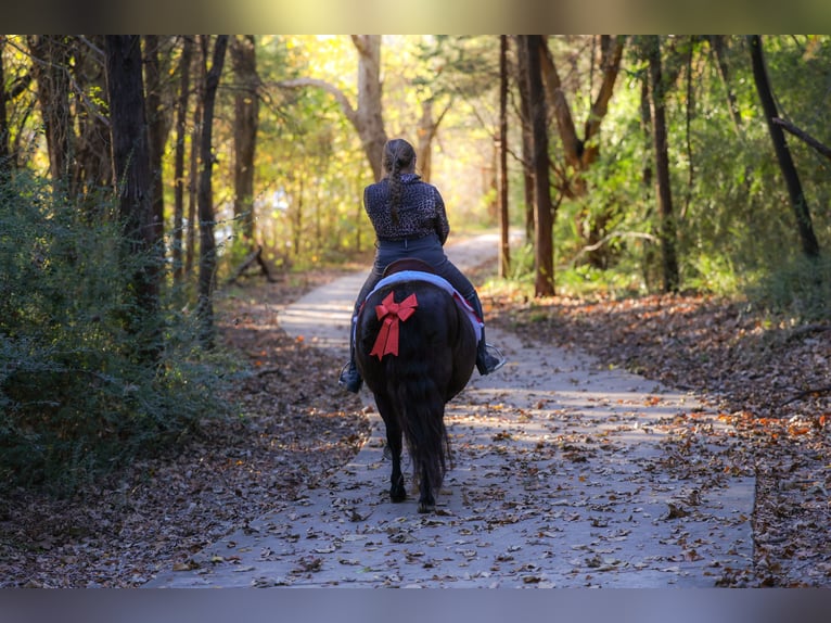 Plus de poneys/petits chevaux Hongre 8 Ans 112 cm Noir in Forney