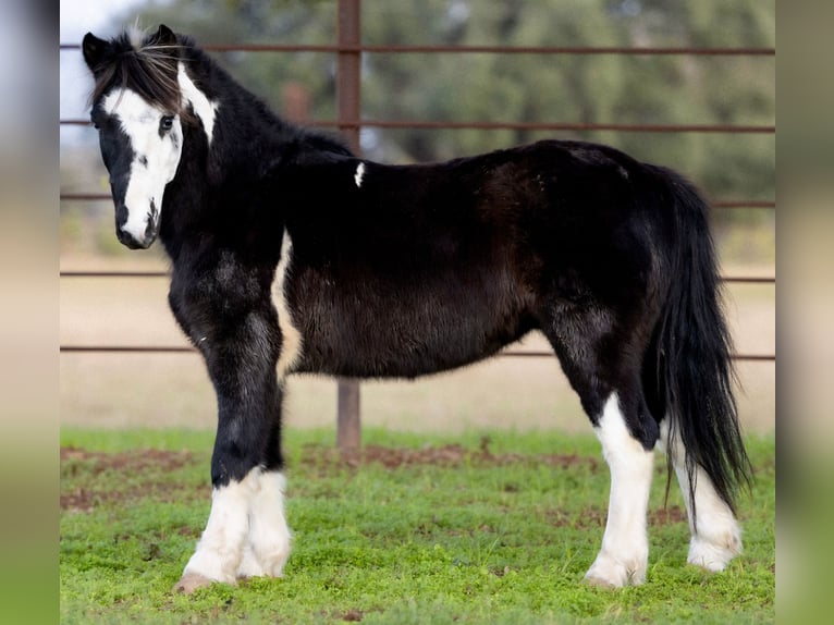 Plus de poneys/petits chevaux Hongre 8 Ans 112 cm Pinto in Guthrie