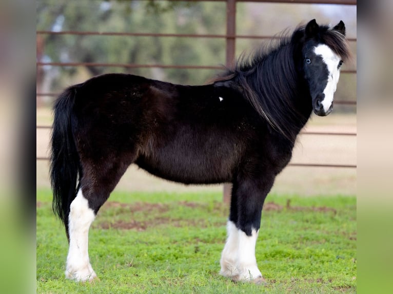 Plus de poneys/petits chevaux Hongre 8 Ans 112 cm Pinto in Guthrie