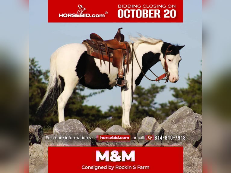 Plus de poneys/petits chevaux Hongre 8 Ans 112 cm Pinto in Rebersburg