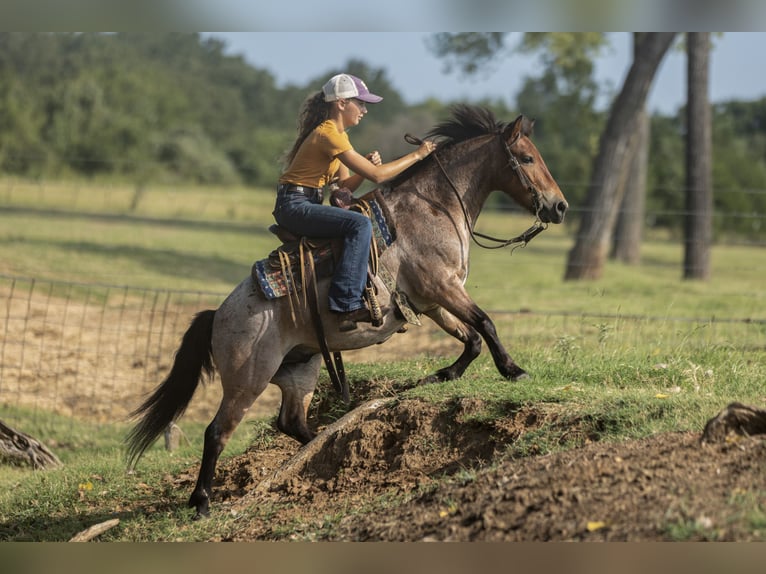 Plus de poneys/petits chevaux Hongre 8 Ans 112 cm Roan-Bay in Joshua