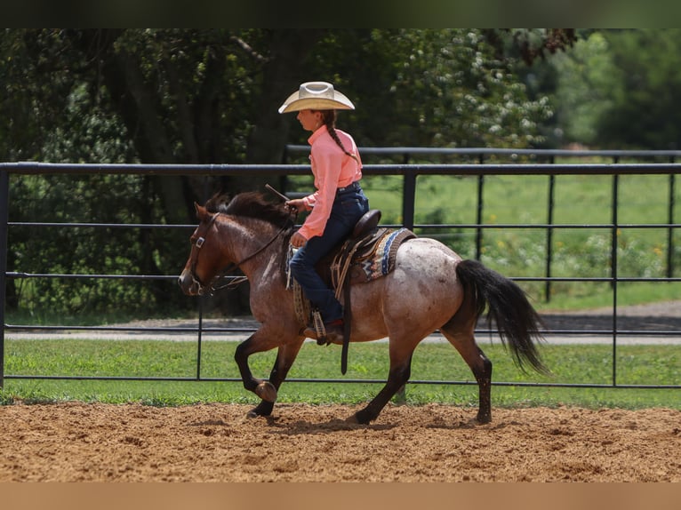 Plus de poneys/petits chevaux Hongre 8 Ans 112 cm Roan-Bay in Joshua