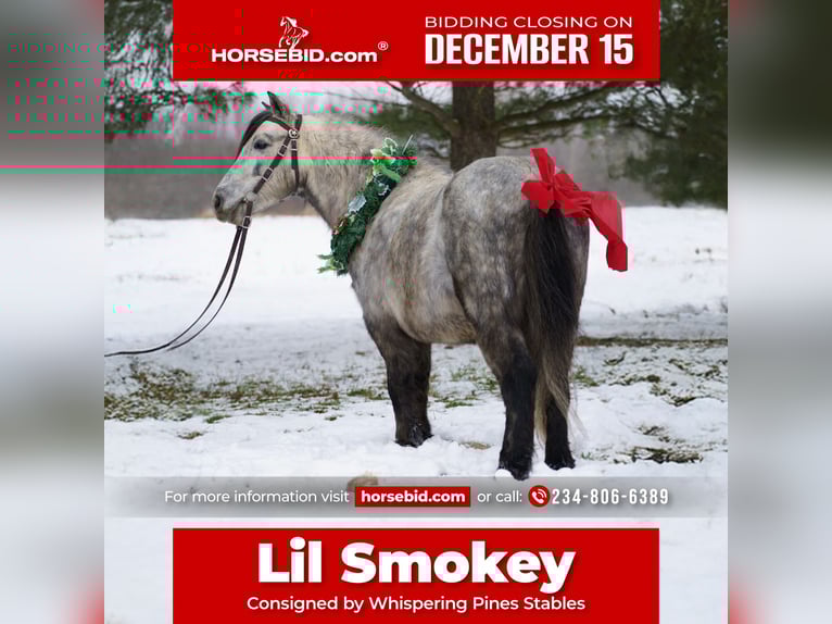 Plus de poneys/petits chevaux Hongre 8 Ans 114 cm Gris in Bristolville