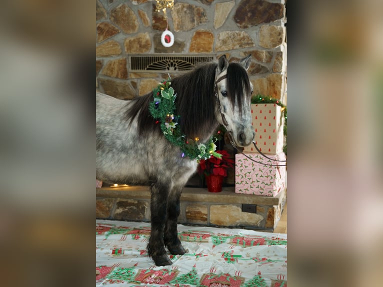 Plus de poneys/petits chevaux Hongre 8 Ans 114 cm Gris in Bristolville