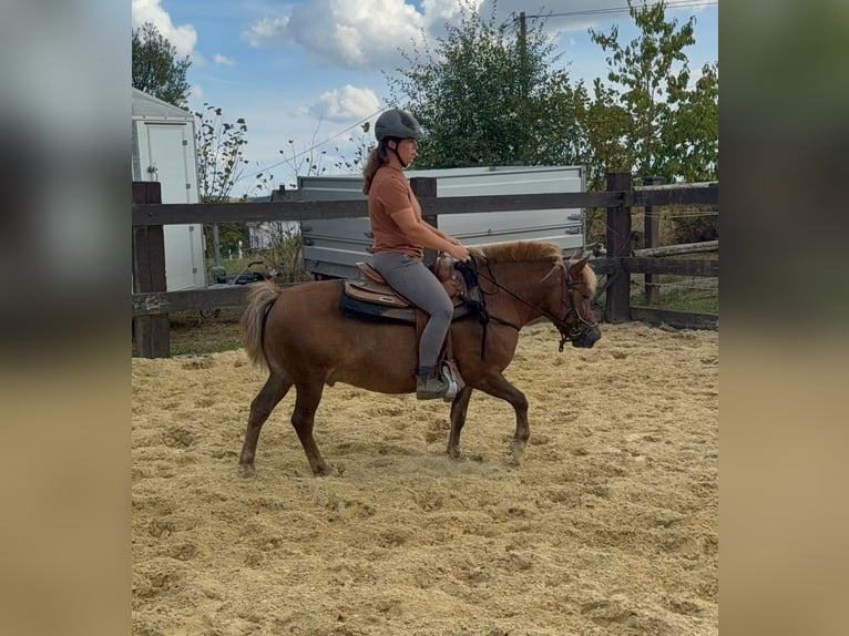 Plus de poneys/petits chevaux Hongre 8 Ans 120 cm Alezan brûlé in Daleiden