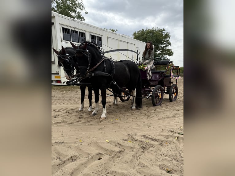 Plus de poneys/petits chevaux Hongre 8 Ans 120 cm Noir in Bácsalmás