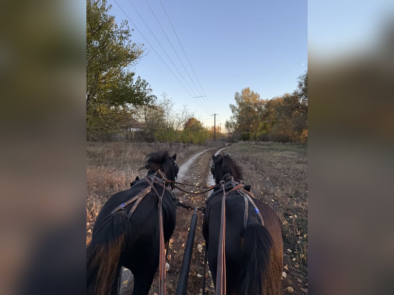 Plus de poneys/petits chevaux Hongre 8 Ans 120 cm Noir in Bácsalmás