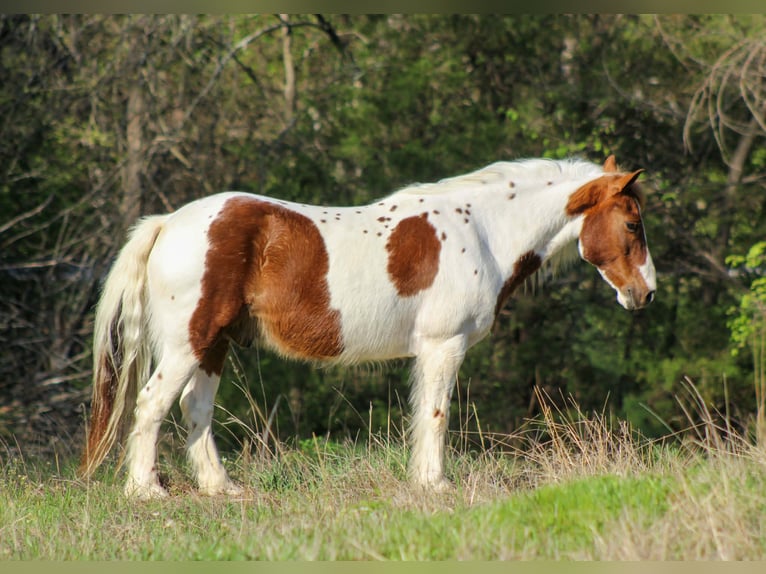 Plus de poneys/petits chevaux Hongre 8 Ans 122 cm Tobiano-toutes couleurs in Whitesboro