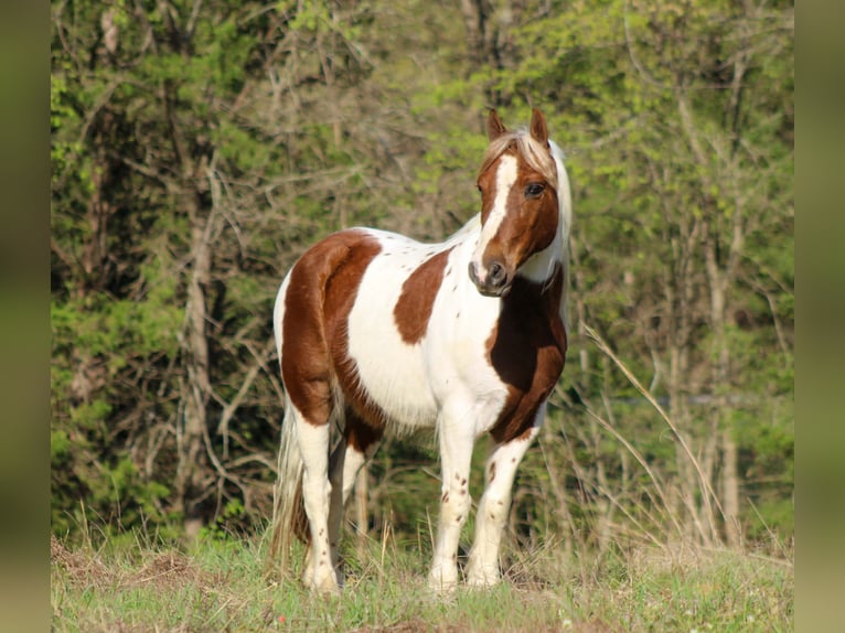 Plus de poneys/petits chevaux Hongre 8 Ans 122 cm Tobiano-toutes couleurs in Whitesboro