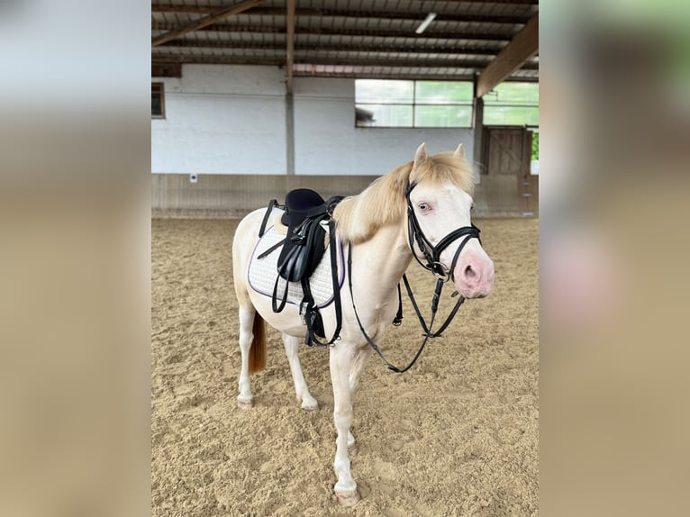 Plus de poneys/petits chevaux Hongre 8 Ans 125 cm Pinto in Landau an der Isar