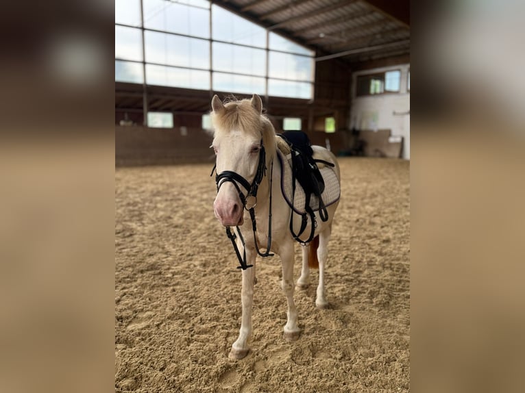 Plus de poneys/petits chevaux Hongre 8 Ans 125 cm Pinto in Landau an der Isar