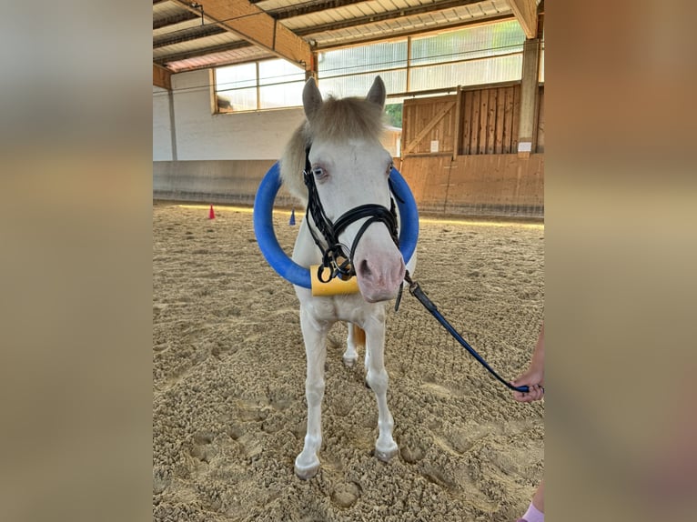 Plus de poneys/petits chevaux Hongre 8 Ans 125 cm Pinto in Landau an der Isar