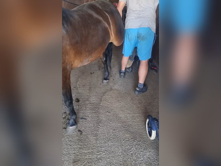 Plus de poneys/petits chevaux Hongre 8 Ans 133 cm Bai brun in Rechnitz