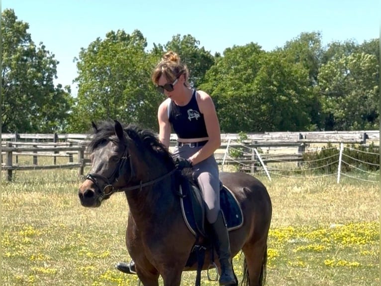 Plus de poneys/petits chevaux Hongre 8 Ans 133 cm Bai brun in Rechnitz