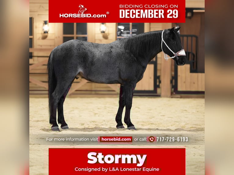 Plus de poneys/petits chevaux Hongre 8 Ans 135 cm Rouan Bleu in Needmore