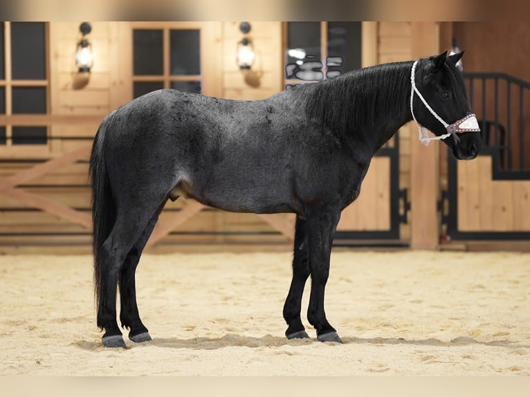 Plus de poneys/petits chevaux Hongre 8 Ans 135 cm Rouan Bleu in Needmore