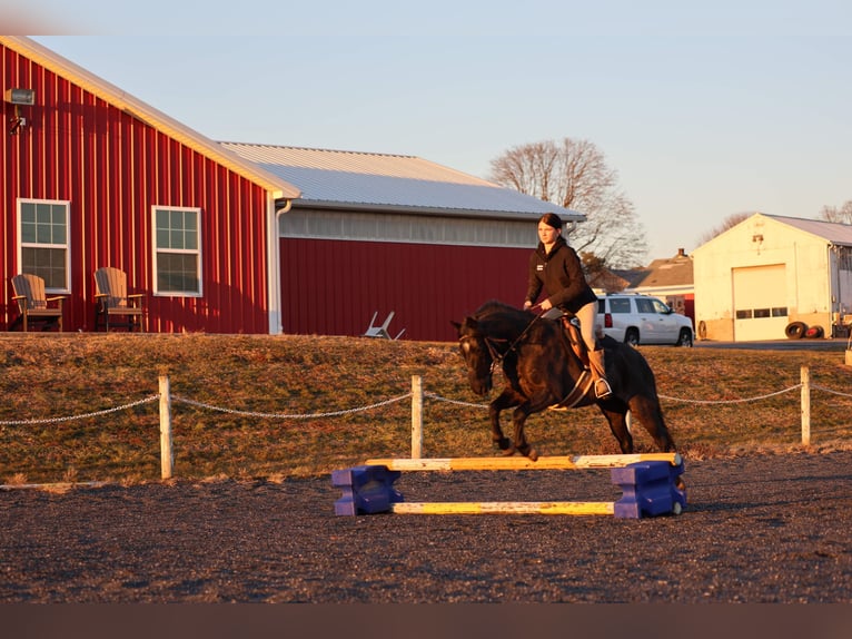 Plus de poneys/petits chevaux Hongre 8 Ans 135 cm Rouan Bleu in Needmore
