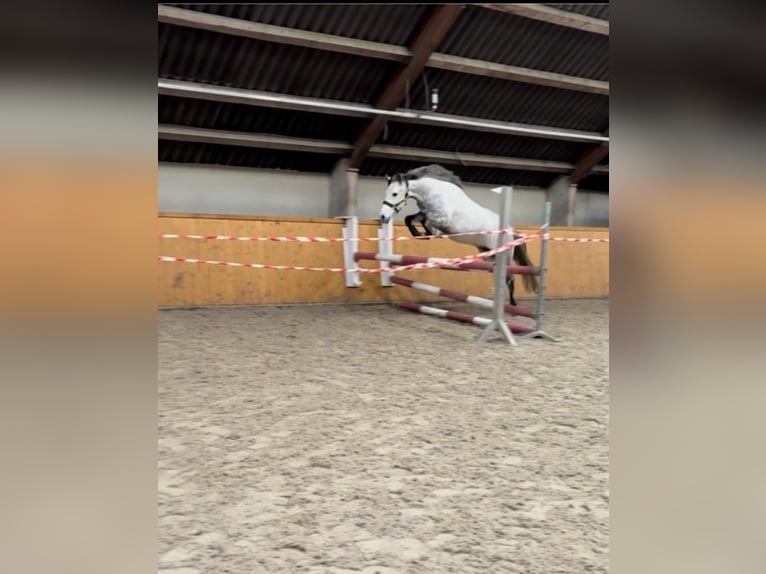 Plus de poneys/petits chevaux Hongre 8 Ans 136 cm Gris pommelé in Uelsen