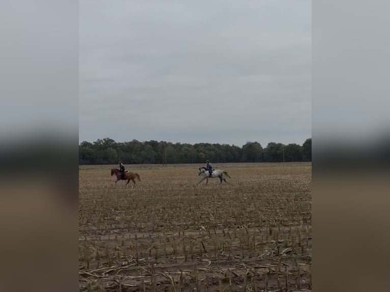 Plus de poneys/petits chevaux Hongre 8 Ans 136 cm Gris pommelé in Uelsen