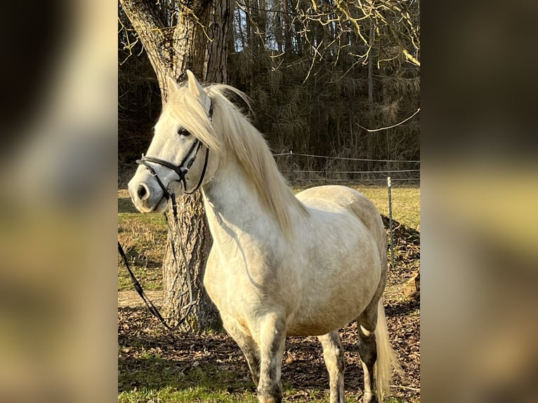 Plus de poneys/petits chevaux Hongre 8 Ans 137 cm Gris in Ursensollen