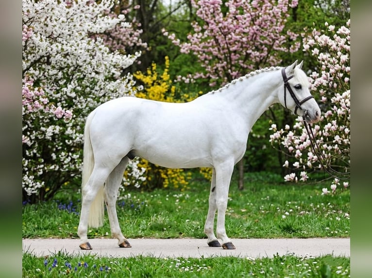 Plus de poneys/petits chevaux Hongre 8 Ans 140 cm Gris in Kecskemét