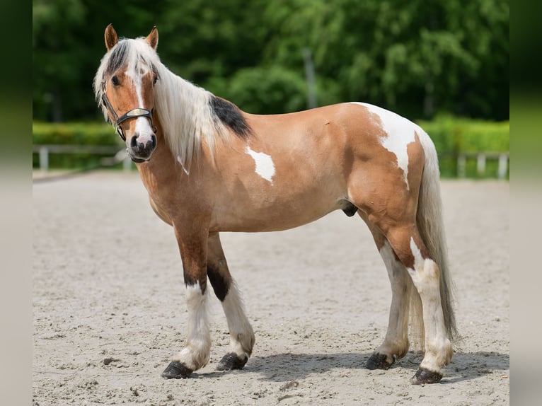 Plus de poneys/petits chevaux Hongre 8 Ans 140 cm Pinto in Neustadt (Wied)