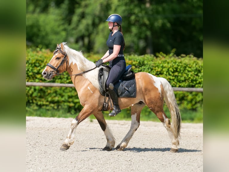 Plus de poneys/petits chevaux Hongre 8 Ans 140 cm Pinto in Neustadt (Wied)